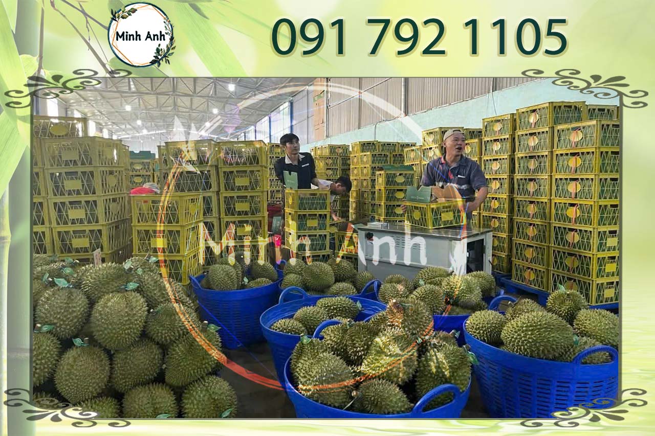 Sóng hở trái cây xuất khẩu tiêu chuẩn cao