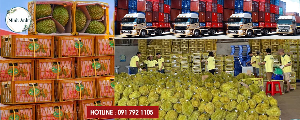 banner minh anh song ho